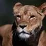 Suspected heatstroke kills three lions at Japan zoo