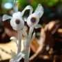 Forest floors reveal overlooked seed dispersers: Slugs, beetles and crabs spread viable seeds