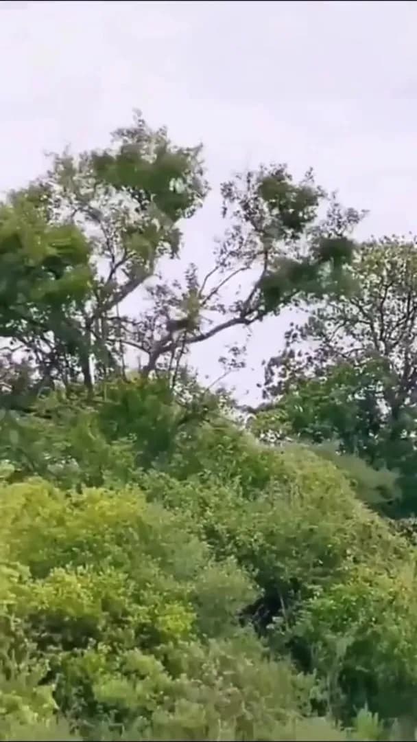 Huge jump by the leopard -Leopard catches monkey midair .