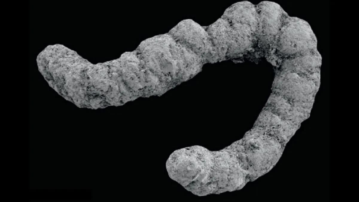 An Ancient Poop Explosion Could Have Helped Complex Life Evolve