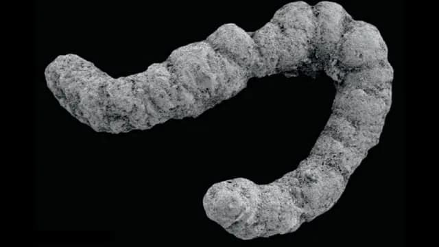 A study of fossilized feces from across the Cambrian period found that the explosion of life around 540 million years ago could have been partly driven by the buildup of excrement produced by primitiv
