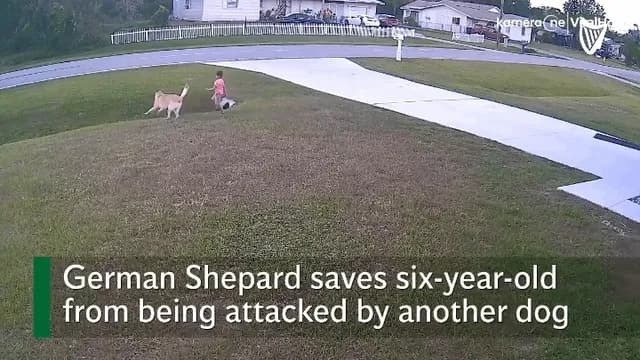 German shepherd saves six-year-old from vicious dog attack.