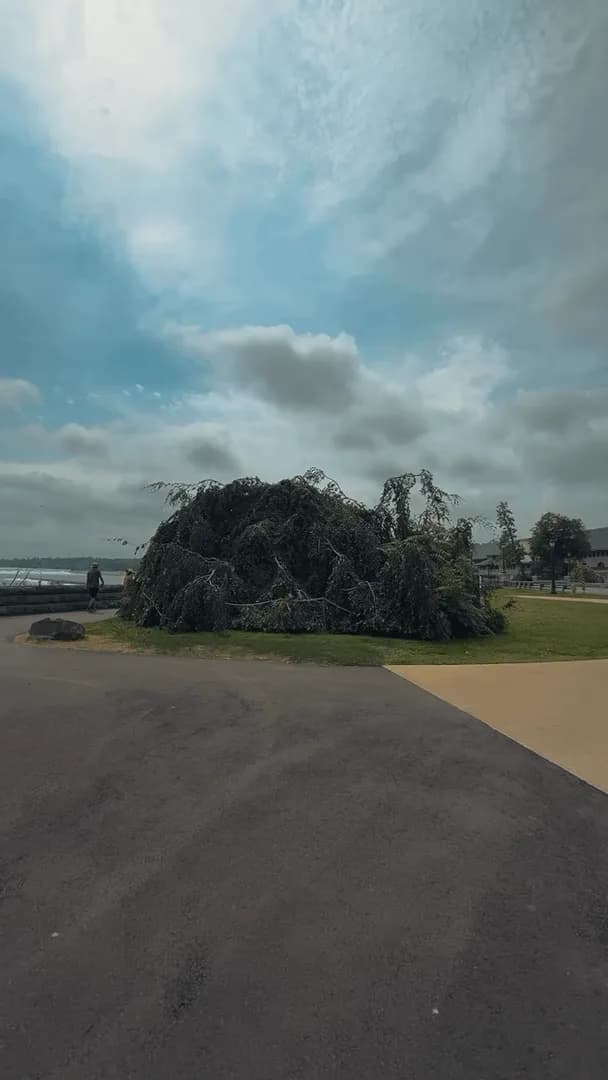 This tree is absolutely incredible. It makes you want to relax and enjoy the moment