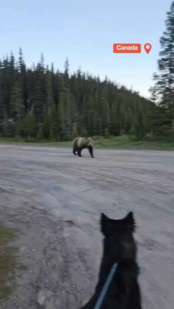 Woman scares off a bear that was trying to attack her dog