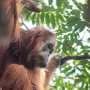 Multiple threats endanger the world's rarest great ape, a new study on the Tapanuli orangutan reveals