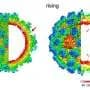 Human norovirus capsid shifts between two shapes, cryo-EM reveals