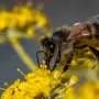 Decades-old theory for how insect societies evolve challenged
