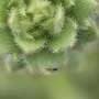 Sticky alpine flower confirms Darwin's 150-year-old carnivorous plant prediction