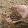Miscanthus roots reveal deeper soils may retain more stable carbon