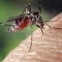 Why some people are mosquito magnets while others get away unbitten
