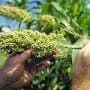Field trials support oil-rich sorghum as a potential sustainable aviation fuel feedstock
