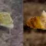 Mythical mountain god inspires name for China's first freshwater cave snail