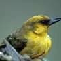 DNA study uncovers deeper losses across Hawaiian honeycreeper family tree