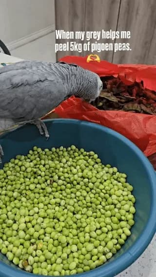 Bird helps peel peas for bird food