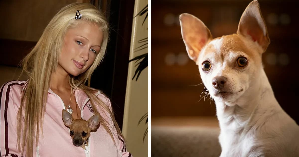 67 Dog Breeds May Soon Be Banned In The UK—Is Your Pooch On The List?