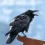 Egg oiling offers a targeted way to reduce raven predation on vulnerable prey