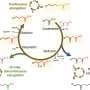 New biosynthetic pathway could expand production of high-value bio-based oils