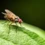 Q&A: What have decades of eradication efforts taught us about the New World screwworm?