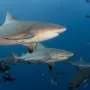 Family ties shape social lives of bull sharks