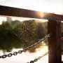 Producing spider silk is a biological feat