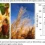Perennial bioenergy grasses begin rebuilding Midwest soil carbon lost to maize