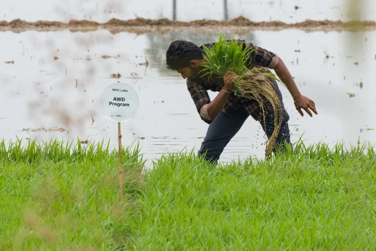 Saudi Aramco backs India's Mitti Labs to make Asia's rice farming more water-resilient | TechCrunch
