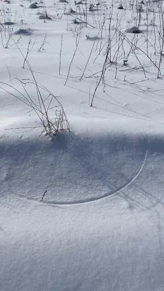 The way the dried up grass creates an arc on the snow over time
