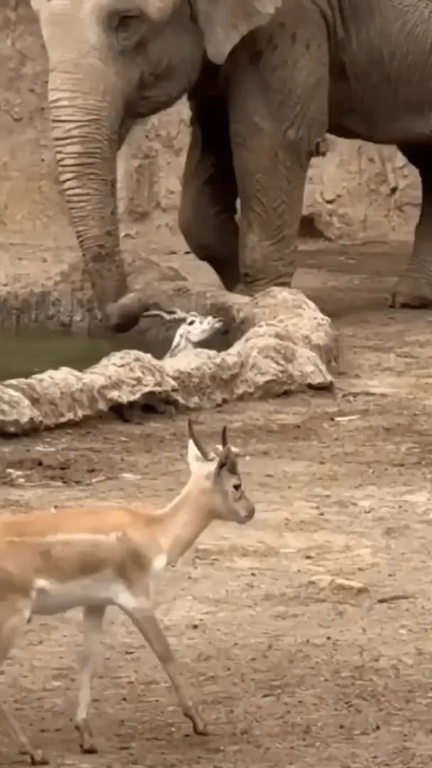 Elephant saving a Gazelle
