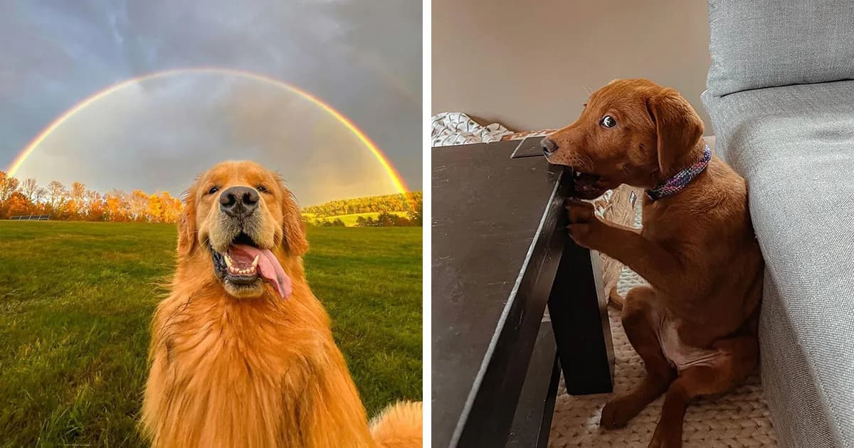 40 Hilarious And Heartwarming Dog Photos That Stole People’s Hearts