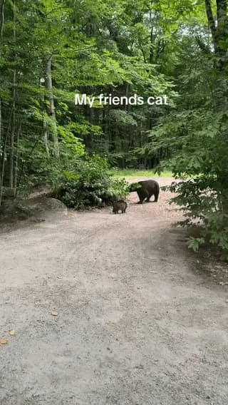 Cat fighting a bear