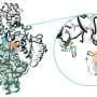 Experimental drug turns cancer's favorite fuel against it