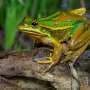 We can help frogs beat a deadly disease. But can they still reproduce?