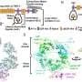 Little-known protein helps the body restrain scar-forming signals