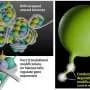 Histone acetylation sites reshape DNA condensates, revealing a potential gene-control mechanism