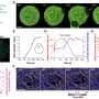 Artificial cells reveal how living ones take shape
