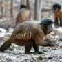 Well-worn wins: Wild capuchin monkeys prefer stones with a proven track record of cracking nuts