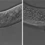 A small molecular module helps time development of C. elegans