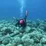 Genomic evidence suggests coral reefs may be rewriting their genetic future in real time