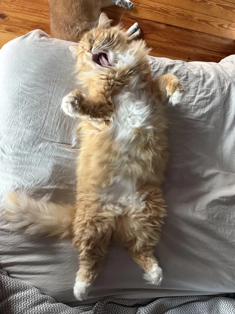 Possibly the best picture I’ve taken of my cat