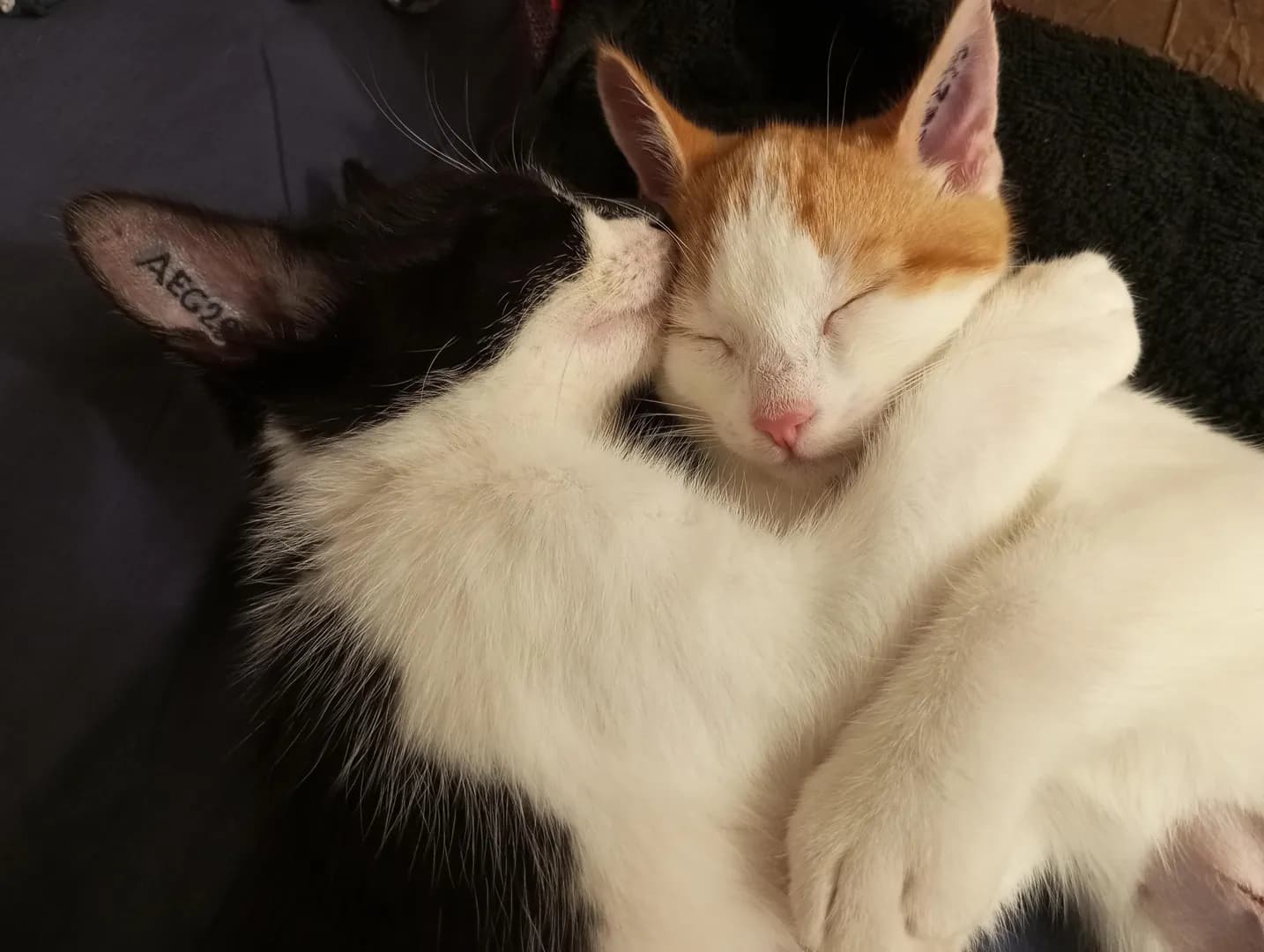My kitten (left) with his brother, who is foster