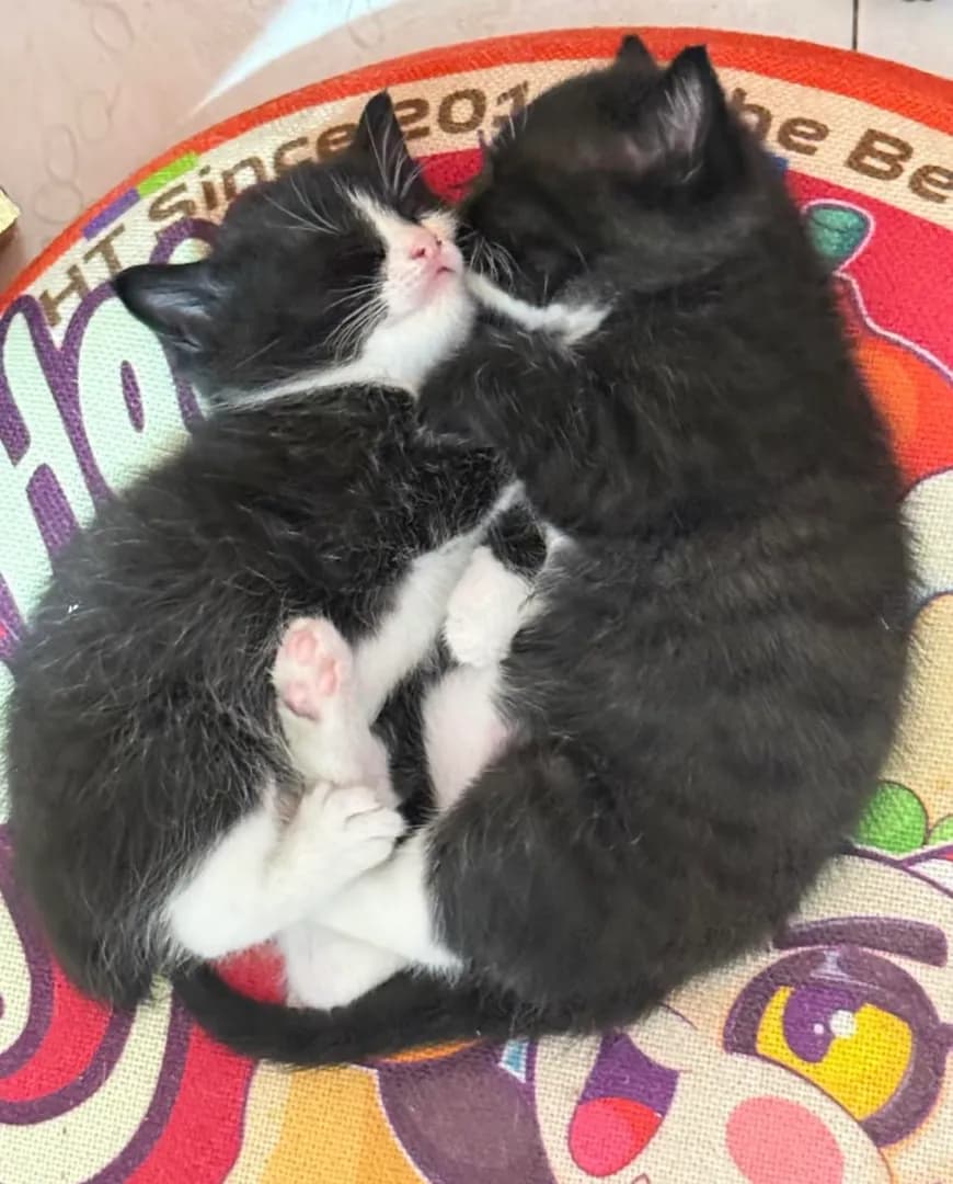 They always like to sleep hugging each other.