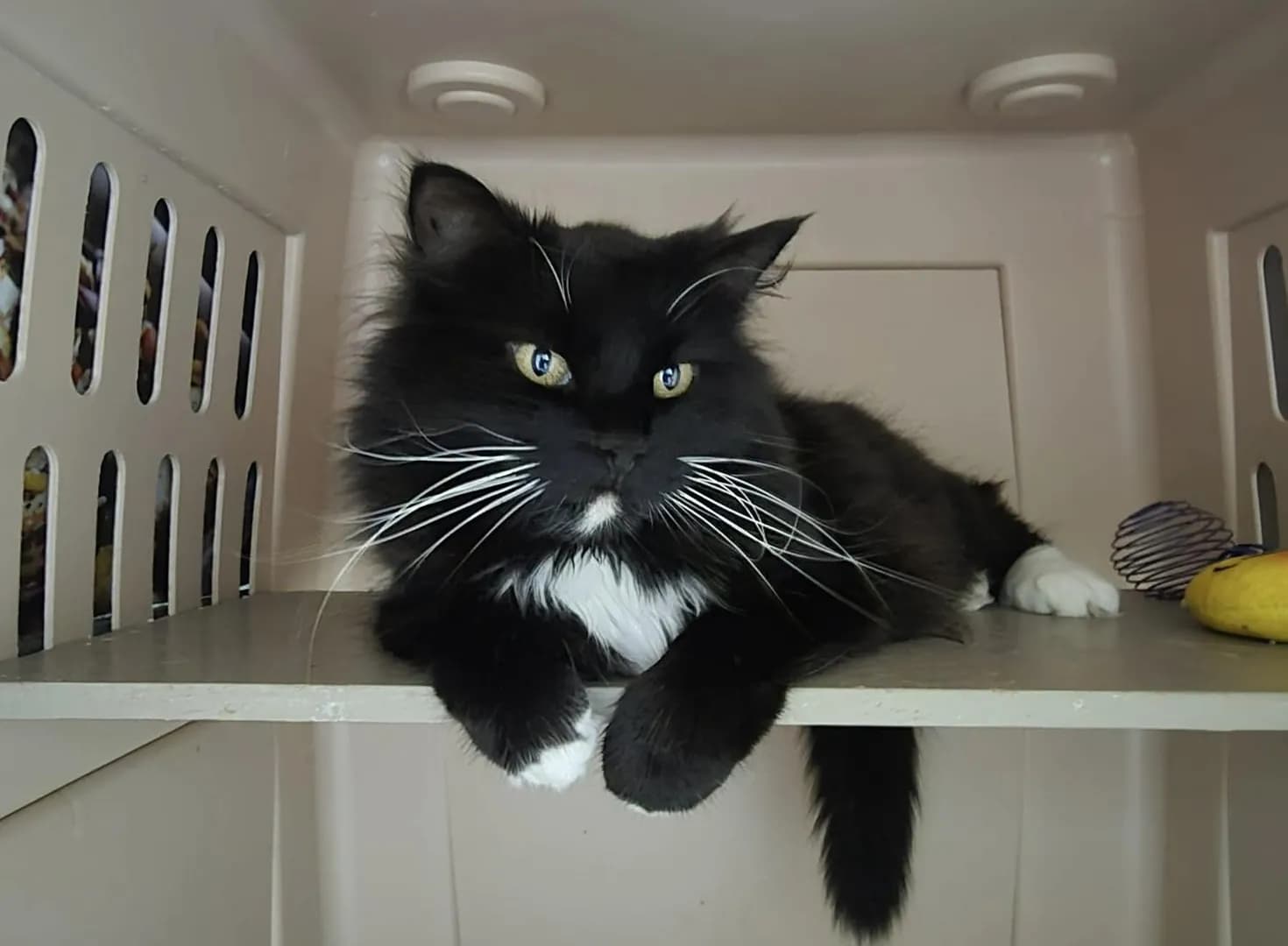 The cute Manon from our shelter❤️❤️❤️