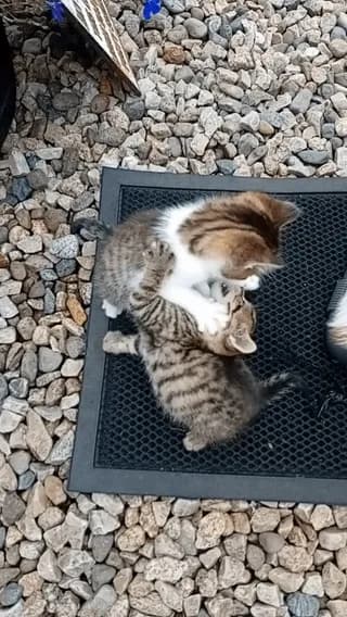 Playful kittens