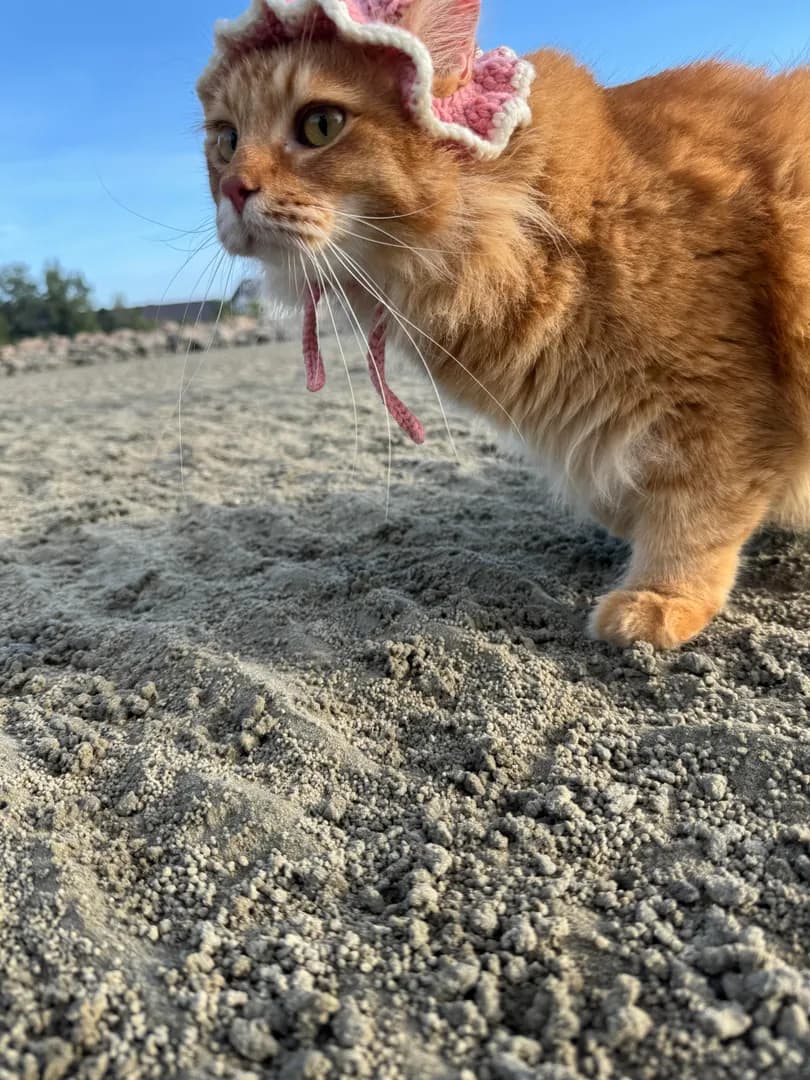 My Cat went to the Beach 🏖️