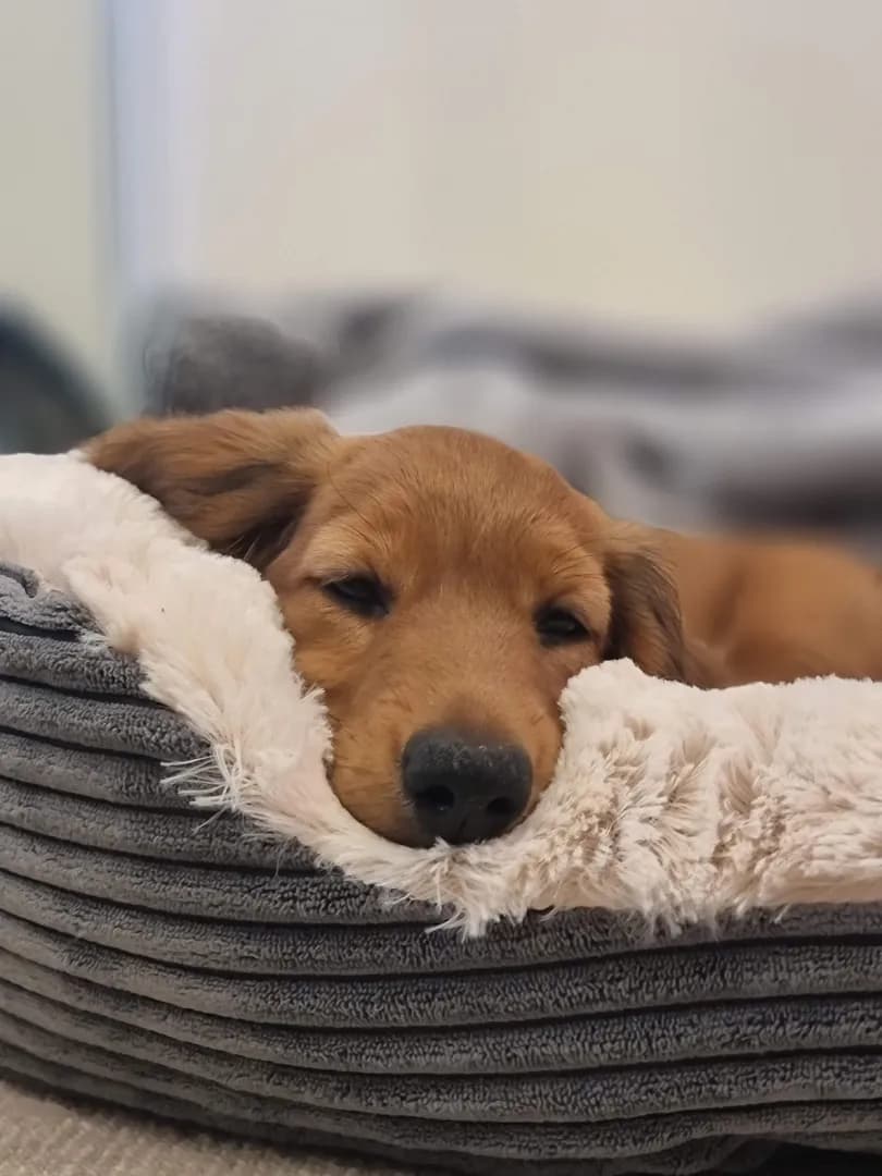 Woody's bedtime, goodnight! 🐶❤️