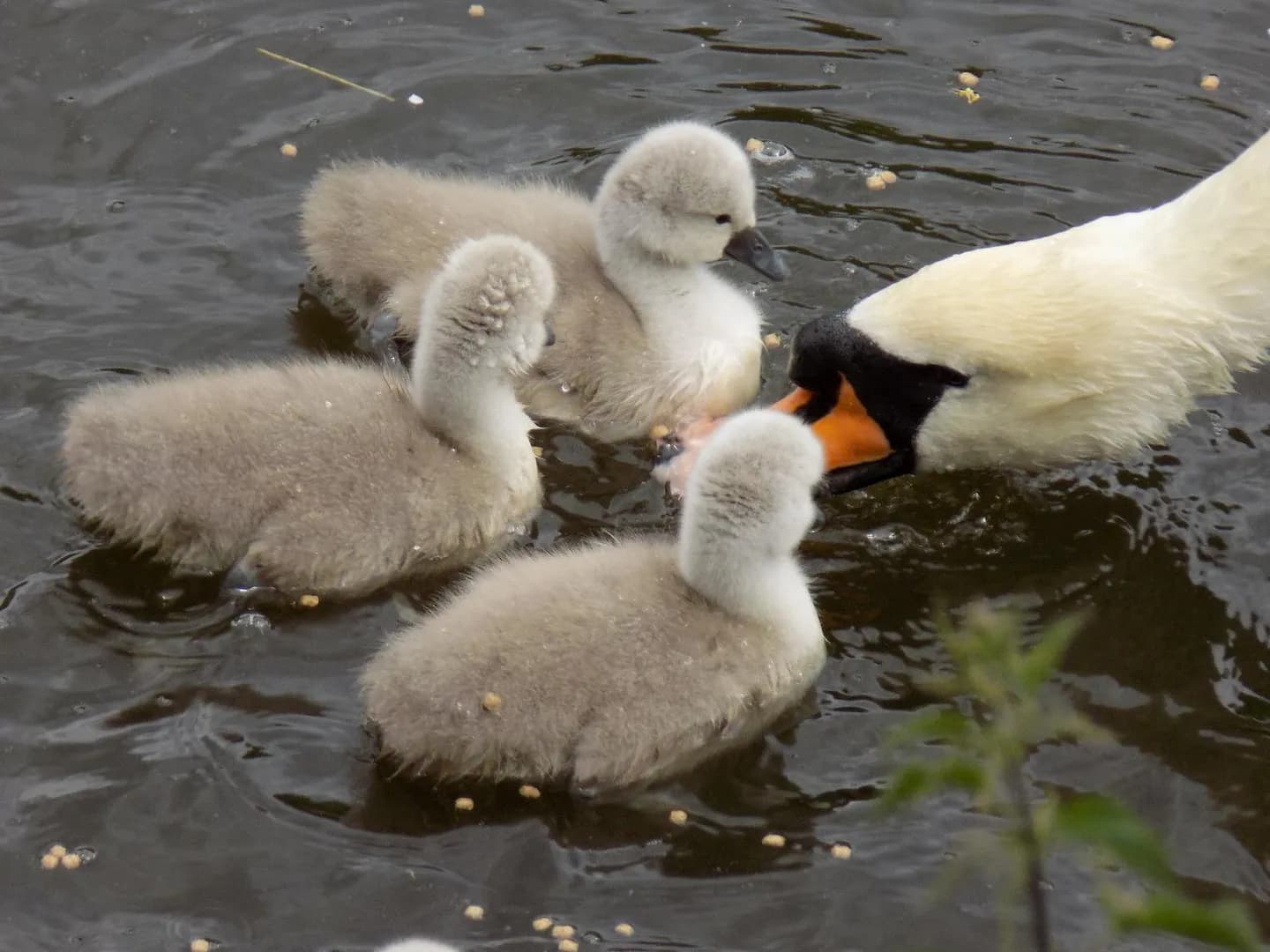 Baby swans! <3
