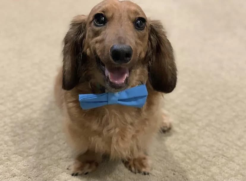 My dachshund, Milton, wearing his bow tie