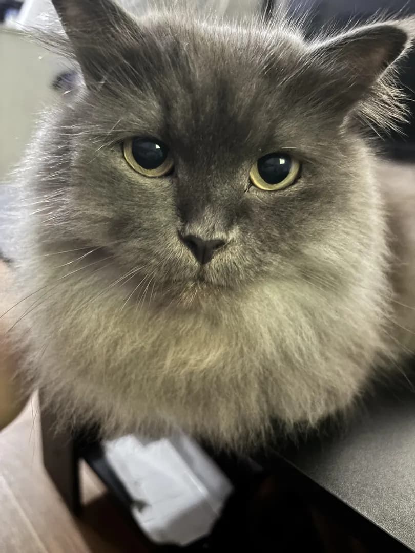 my handsome baby Grey😻