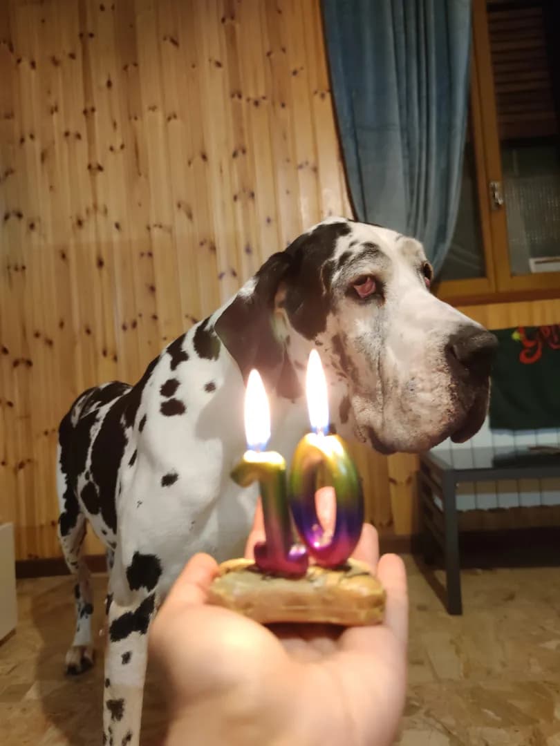 Rea, the cutest old lady, turned 10 yo this year