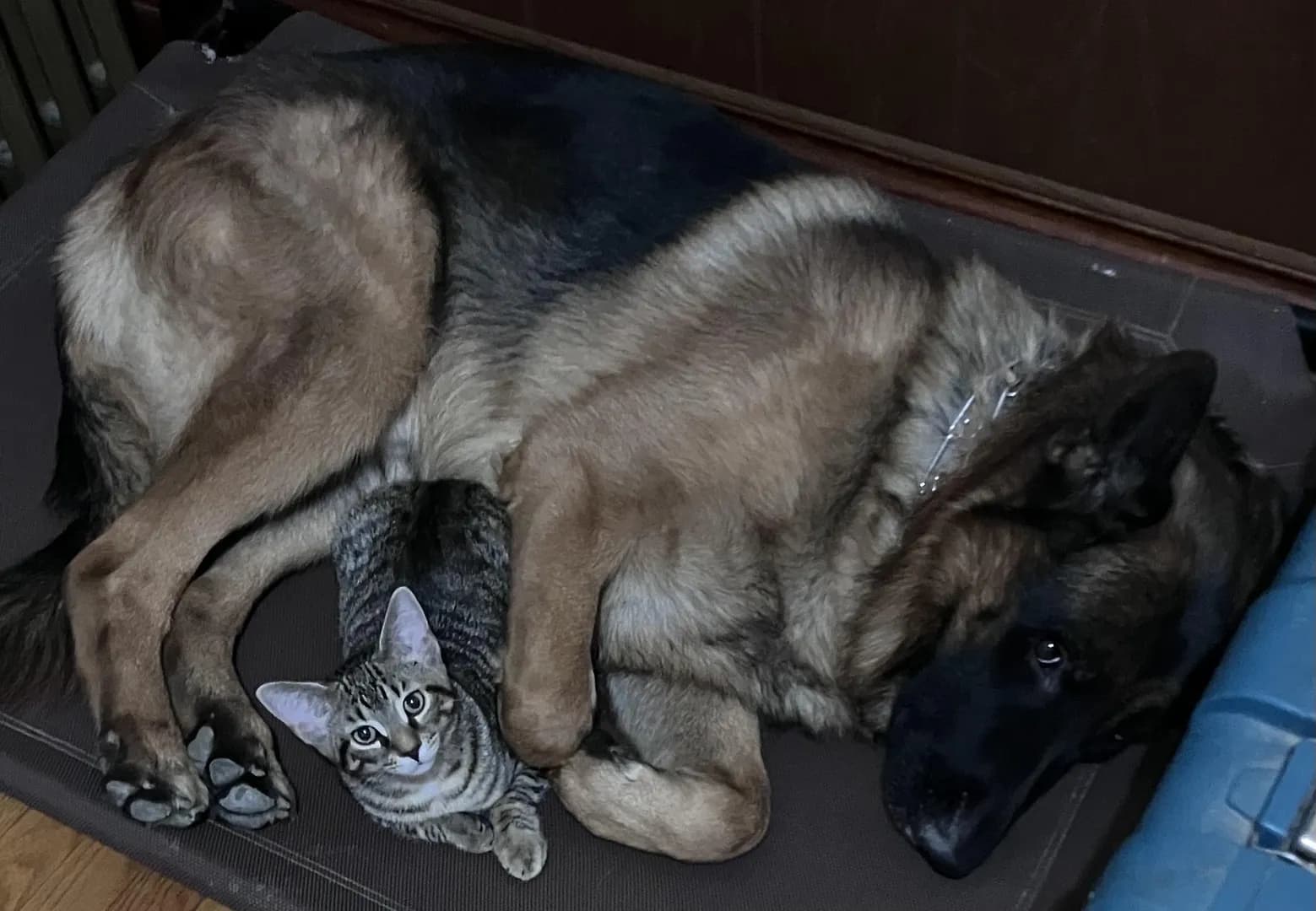 "My cat’s favorite spot in the whole house is right next to her big brother."
